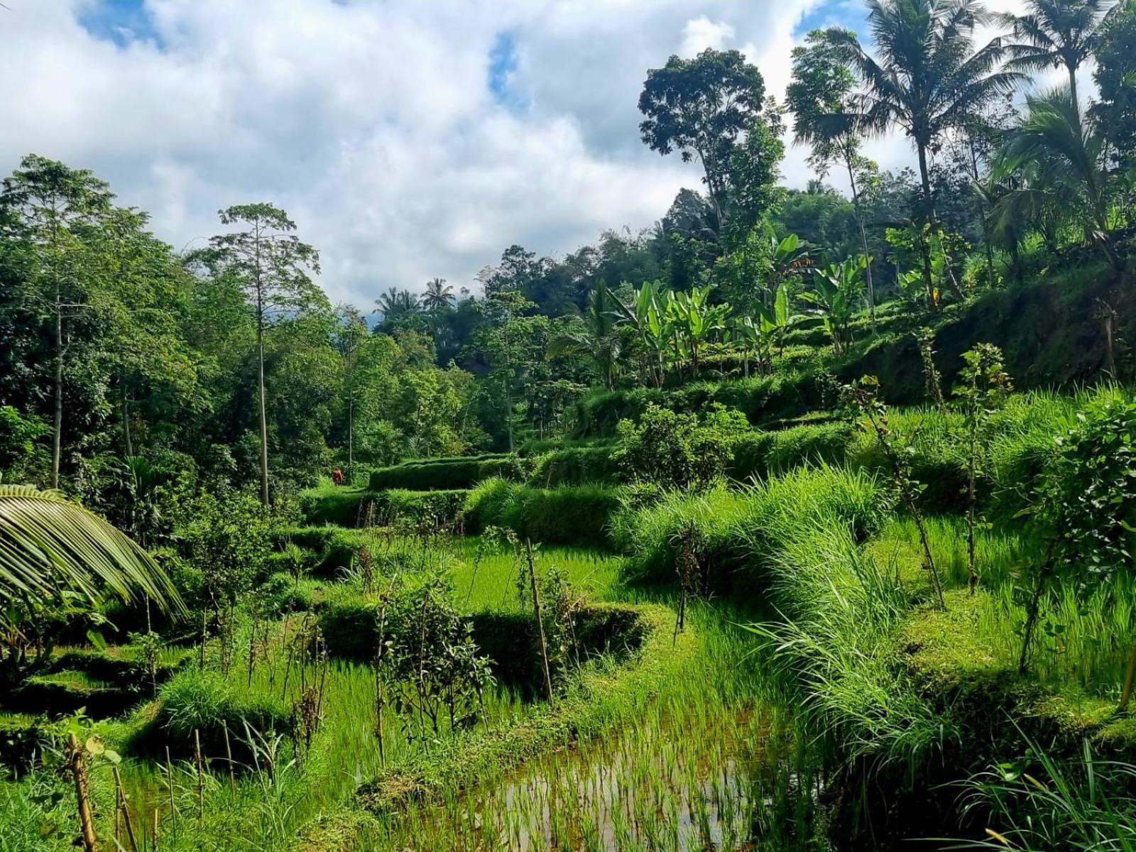 Girang Rinjani Bungalows Tetebatu Phòng bức ảnh